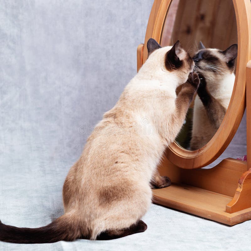 Il Gatto Si Guarda in Uno Specchio Da Scrivania Con Un'angolazione Di  Legno. Immagine Stock - Immagine di inatteso, spavento: 207216193
