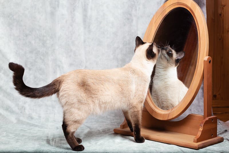 Il Gatto Si Guarda in Uno Specchio Da Scrivania Con Un'angolazione Di  Legno. Immagine Stock - Immagine di grigio, branelli: 216670885