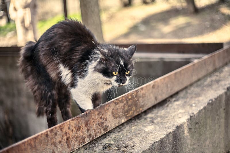 Il gatto spaventato stringeva il corpo al pronto Un gatto sporco senza casa spaventato quando ha visto un cane Avvicinamento di u immagine stock libera da diritti Il gatto spaventato stringeva il corpo al pronto Un gatto sporco senza casa spaventato quando ha visto un cane Avvicinamento di u immagine stock libera da diritti