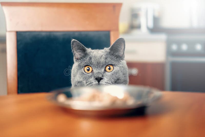 Il gatto sta esaminando l'alimento la tavola immagine stock libera da diritti Il gatto sta esaminando l'alimento la tavola immagine stock libera da diritti