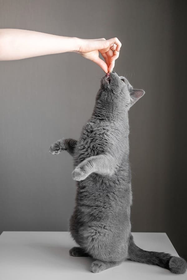 Il gatto sta sulle sue gambe posteriori e chiede alimento dal proprietario fotografie stock Il gatto sta sulle sue gambe posteriori e chiede alimento dal proprietario fotografie stock