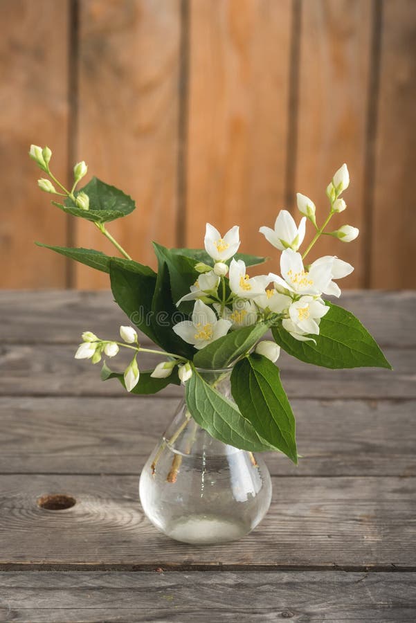 Il gelsomino bianco fiorisce i ramoscelli in un piccolo vaso fotografia stock Il gelsomino bianco fiorisce i ramoscelli in un piccolo vaso fotografia stock