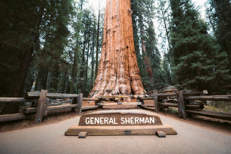 Il Generale Sherman Tree, il più grande albero di volume al mondo, Sequoia National Park, California, USA
