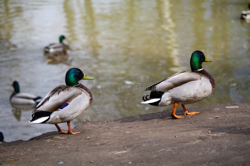 Il germano reale selvaggio Ducks le passeggiate sulla riva dello stagno e del nuoto dentro l'acqua del lago immagine stock libera da diritti Il germano reale selvaggio Ducks le passeggiate sulla riva dello stagno e del nuoto dentro l'acqua del lago immagine stock libera da diritti