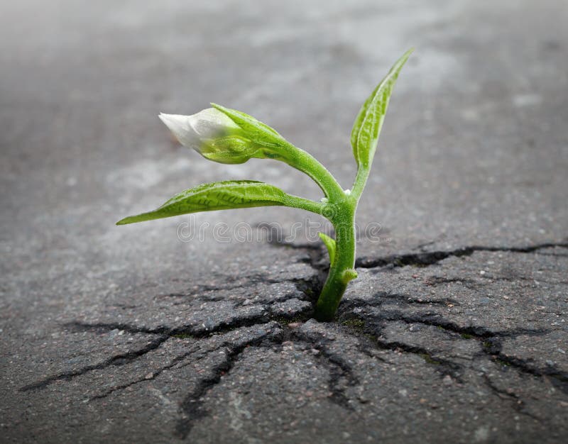 Il germoglio del fiore bianco si sviluppa attraverso asfalto fotografie stock libere da diritti Il germoglio del fiore bianco si sviluppa attraverso asfalto fotografie stock libere da diritti