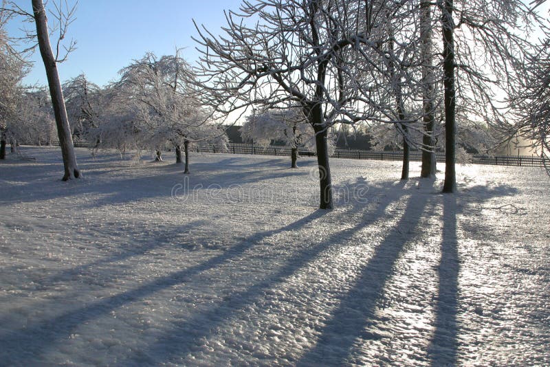 Il ghiaccio ha coperto gli alberi 2 immagine stock Il ghiaccio ha coperto gli alberi 2 immagine stock