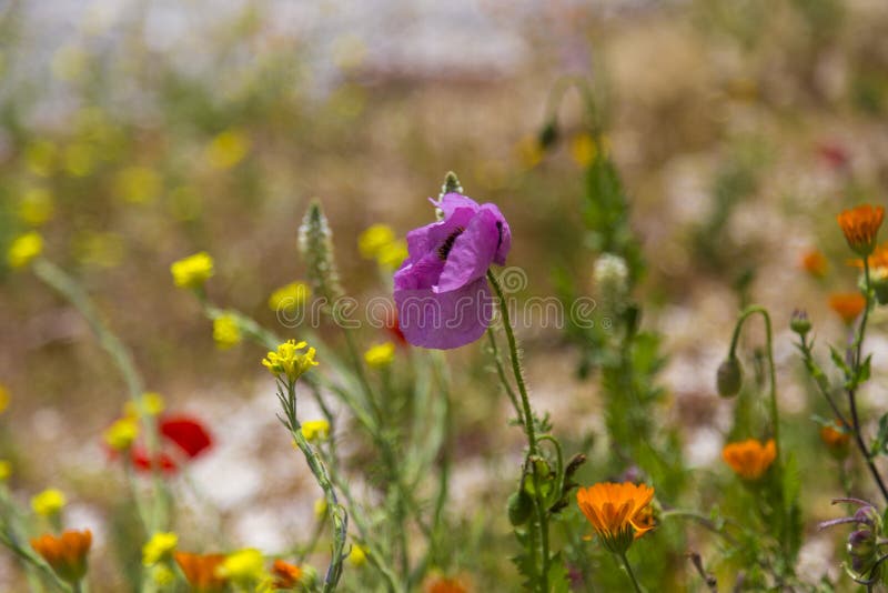 Il giacimento variopinto della molla fiorisce in Sicilia, Italia fotografia stock libera da diritti Il giacimento variopinto della molla fiorisce in Sicilia, Italia fotografia stock libera da diritti