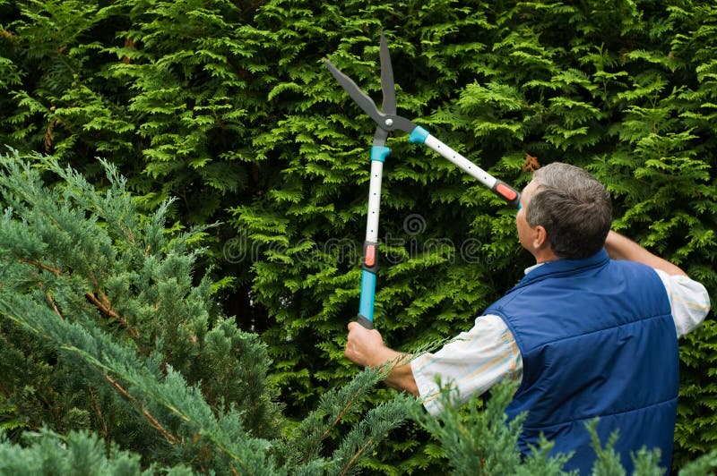 Il giardiniere dell'uomo maggiore ha tagliato una barriera immagine stock Il giardiniere dell'uomo maggiore ha tagliato una barriera immagine stock