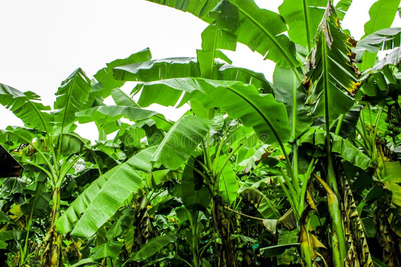 Il giardino del bananeto è umido e goccia di pioggia