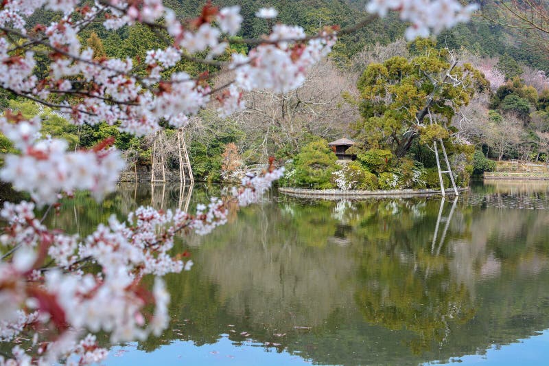 Il giardino ed il ciliegio dello stagno di zen a Ryoan-ji a Kyoto, fuoco è sui precedenti fotografia stock Il giardino ed il ciliegio dello stagno di zen a Ryoan-ji a Kyoto, fuoco è sui precedenti fotografia stock