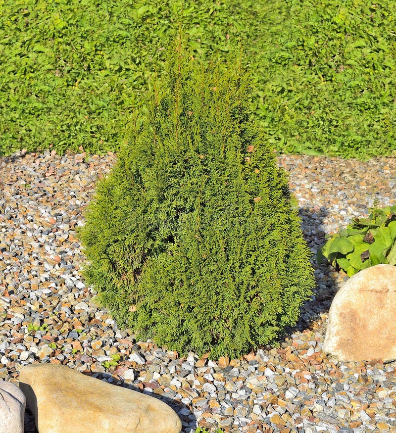 Pianta Conifera Sempreverde Decorativa - Ginepro Giallo ...