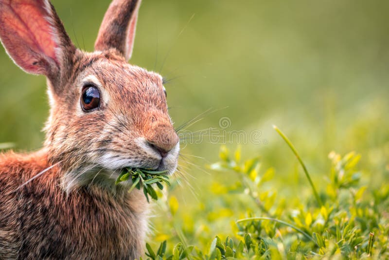 Il giovane coniglio di silvilago orientale mastica sui verdi freschi fotografie stock Il giovane coniglio di silvilago orientale mastica sui verdi freschi fotografie stock