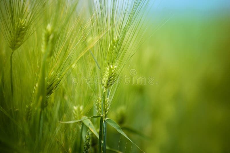 Il giovane grano verde pota il campo che cresce nella piantagione coltivata