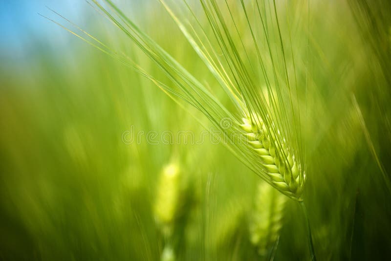Il giovane grano verde pota il campo che cresce nella piantagione coltivata