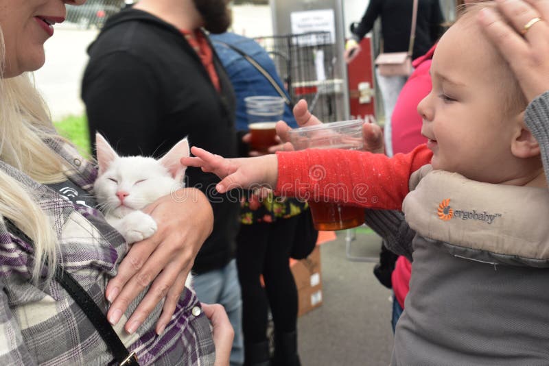 Il Giovane Ospite Interagisce Con Il Gattino Di ...