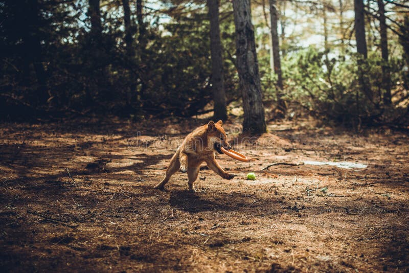 Il giovane shiba-inu rosso del cane gioca in natura fotografia stock Il giovane shiba-inu rosso del cane gioca in natura fotografia stock