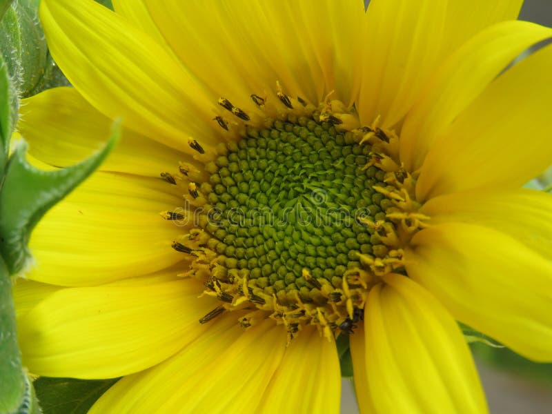 Il girasole dorato e luminoso rende chiunque il giorno! immagine stock libera da diritti Il girasole dorato e luminoso rende chiunque il giorno! immagine stock libera da diritti