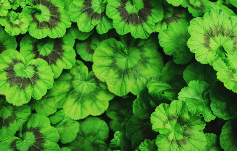 Il giro verde lascia il fondo Tono d'annata Medio vago royalty illustrazione gratis Il giro verde lascia il fondo Tono d'annata Medio vago royalty illustrazione gratis