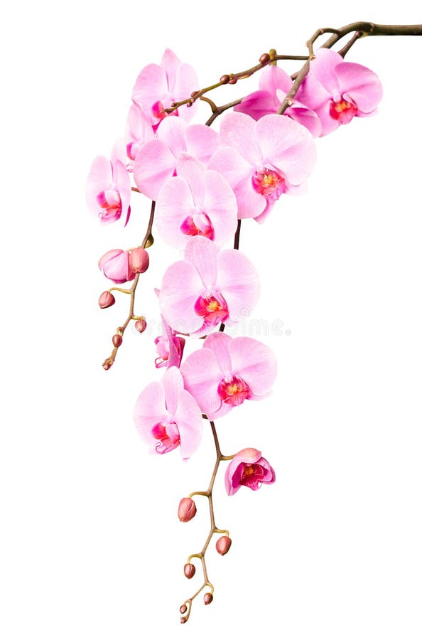 Il grande bello ramo dell'orchidea rosa fiorisce con i germogli