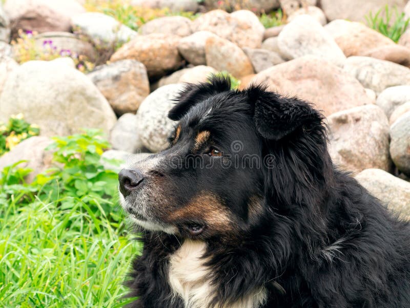 Il grande cane nero da Berner Sennenhund che si trova sull'erba del prato inglese e guarda con attenzione intorno, primo piano fotografie stock Il grande cane nero da Berner Sennenhund che si trova sull'erba del prato inglese e guarda con attenzione intorno, primo piano fotografie stock