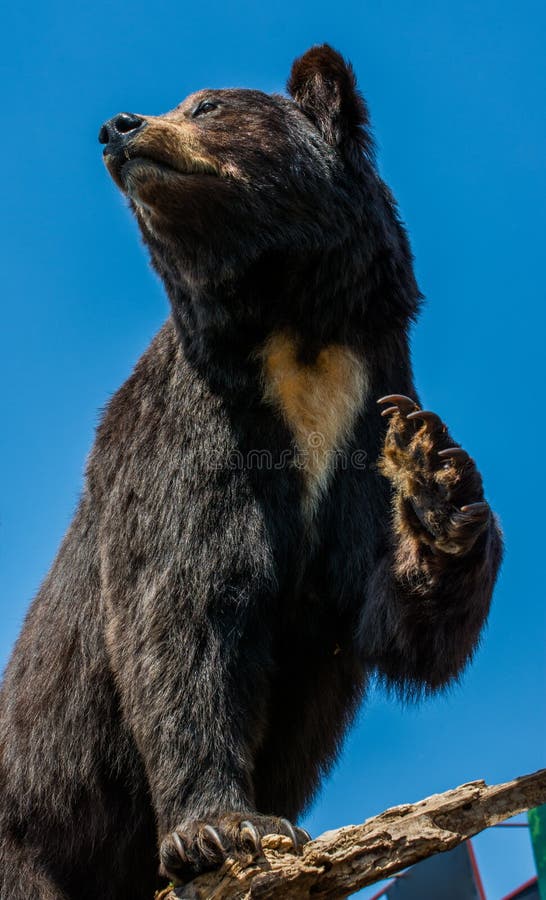 Il grande orso nero farcito come animale selvatico in vista fotografia stock libera da diritti Il grande orso nero farcito come animale selvatico in vista fotografia stock libera da diritti