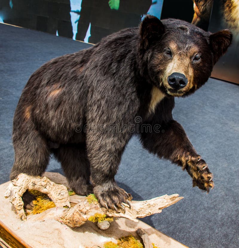 Il grande orso nero farcito come animale selvatico in vista fotografia stock libera da diritti Il grande orso nero farcito come animale selvatico in vista fotografia stock libera da diritti