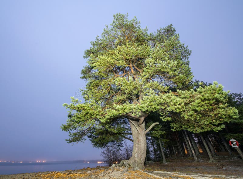 Il grande pino si erge sulla costa di un lago scandinavo, la nebbia sera buia, le luci della casa si accendono molto a lungo su u immagini stock Il grande pino si erge sulla costa di un lago scandinavo, la nebbia sera buia, le luci della casa si accendono molto a lungo su u immagini stock