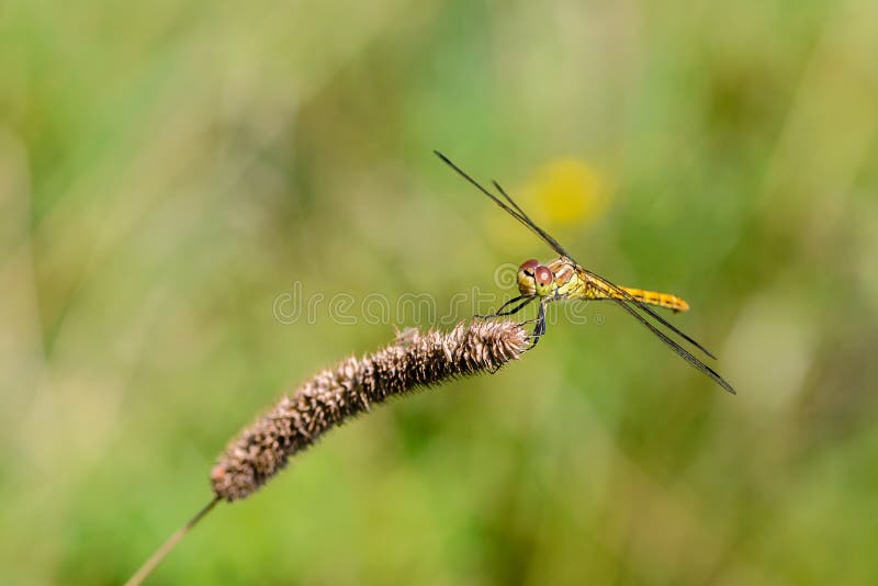 Il grande vulgatum giallo di sympetrum della libellula si è seduto su una lama di erba asciutta. Un grande vulgatum giallo di sympetrum della libellula si è seduto su una lama di erba asciutta ed ha spanto le sue ali della maglia