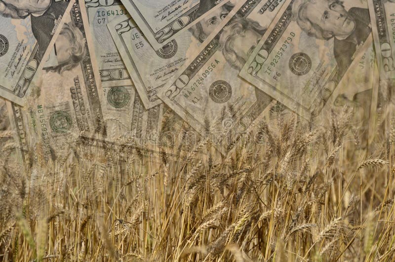 Il grano ed i dollari americani o i soldi o la valuta nel colpo della doppia esposizione, dimostrando i guadagni o spendono nell' immagine stock libera da diritti Il grano ed i dollari americani o i soldi o la valuta nel colpo della doppia esposizione, dimostrando i guadagni o spendono nell' immagine stock libera da diritti