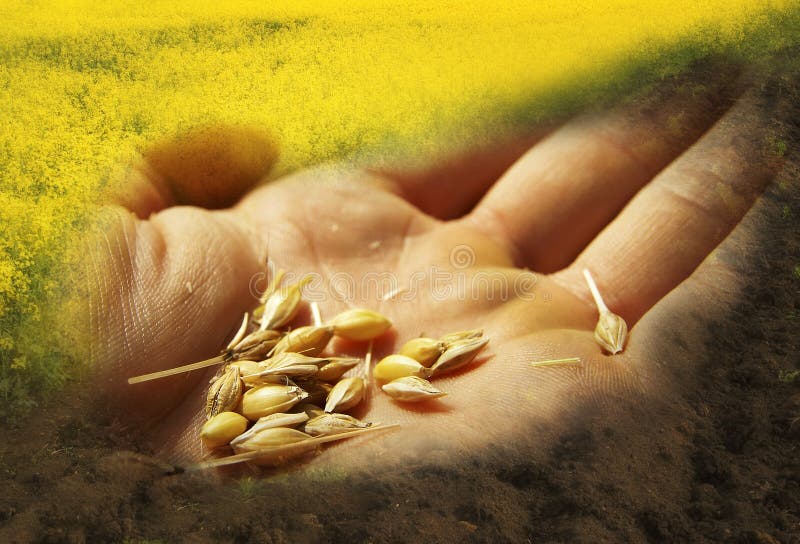 Il grano semina la mano