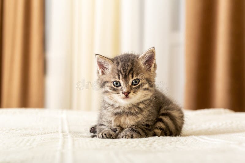 Il grazioso tabulato di gattino giace su un palo bianco a casa Gattino neonato, Baby cat, Kid Animal e cat Animale domestico Anim fotografia stock Il grazioso tabulato di gattino giace su un palo bianco a casa Gattino neonato, Baby cat, Kid Animal e cat Animale domestico Anim fotografia stock