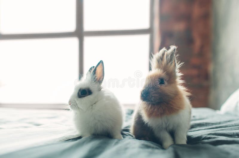 Il gruppo bambino dolce sveglio dei conigli di coniglietto di pasqua di bellezza di piccolo nella varietà colora marrone e bianco fotografie stock Il gruppo bambino dolce sveglio dei conigli di coniglietto di pasqua di bellezza di piccolo nella varietà colora marrone e bianco fotografie stock