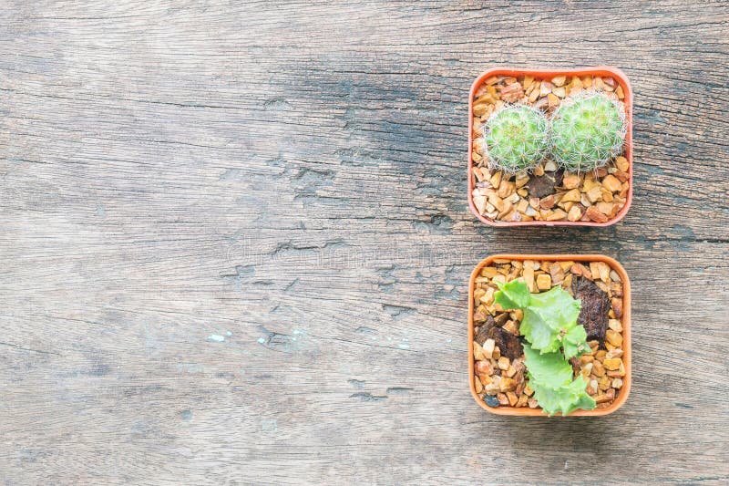 Il gruppo del primo piano di cactus in vaso bianco e marrone di plastica sullo scrittorio di legno ha strutturato il fondo nella fotografia stock libera da diritti Il gruppo del primo piano di cactus in vaso bianco e marrone di plastica sullo scrittorio di legno ha strutturato il fondo nella fotografia stock libera da diritti