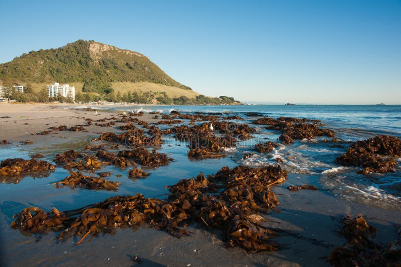 Il kelp dell'alga ha lavato in su sulla spiaggia del supporto. fotografie stock Il kelp dell'alga ha lavato in su sulla spiaggia del supporto. fotografie stock