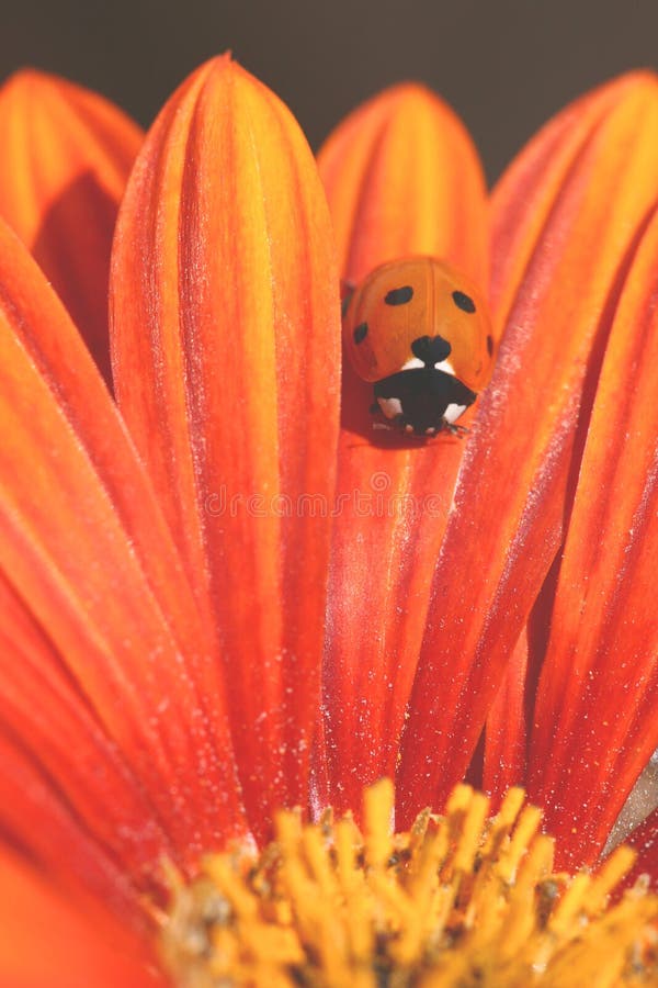 Il Ladybug striscia sul petalo arancione