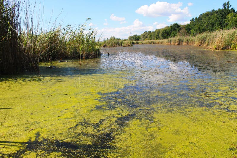 Lago con alghe verdi e lenticchia d'acqua sulla superficie dell'acqua immagine stock libera da diritti