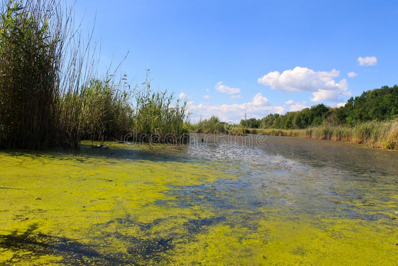 Il lago con le alghe verdi e la lemma sull'acqua sorgono fotografie stock libere da diritti