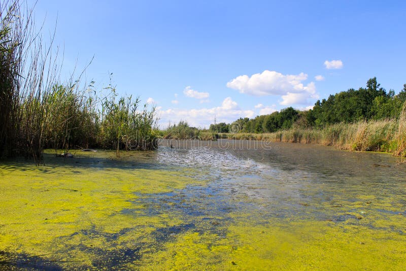 Lago con alghe verdi e lenticchia d'acqua sulla superficie dell'acqua immagini stock libere da diritti