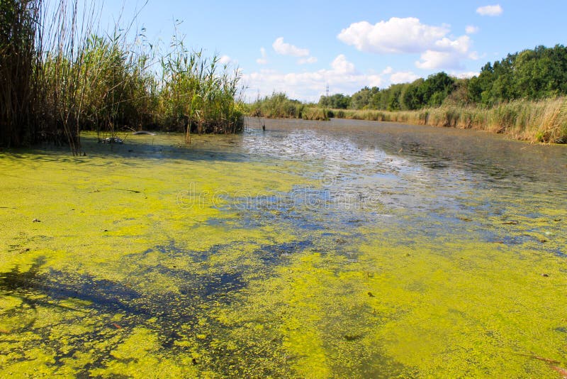 Lago con alghe verdi e lenticchia d'acqua sulla superficie dell'acqua fotografie stock libere da diritti