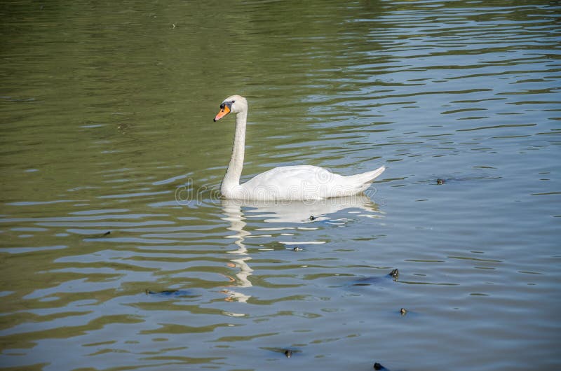 Il lago in cui il cigno, tartarughe e ducks la nuotata in un giorno soleggiato luminoso alla villa Pamphili a Roma, Italia fotografie stock libere da diritti Il lago in cui il cigno, tartarughe e ducks la nuotata in un giorno soleggiato luminoso alla villa Pamphili a Roma, Italia fotografie stock libere da diritti