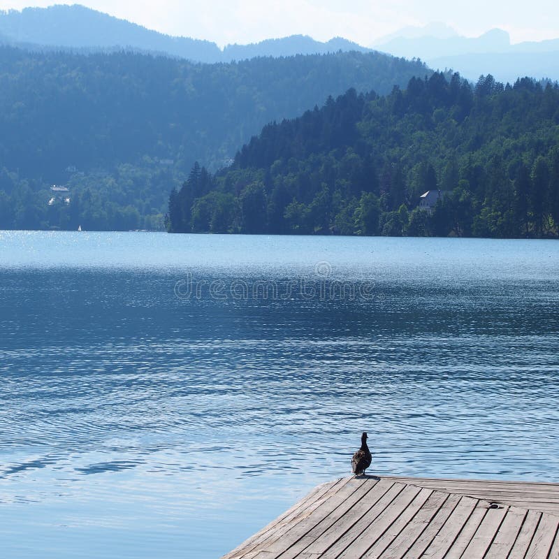 Il lago ha sanguinato in Slovenia fotografia stock libera da diritti Il lago ha sanguinato in Slovenia fotografia stock libera da diritti