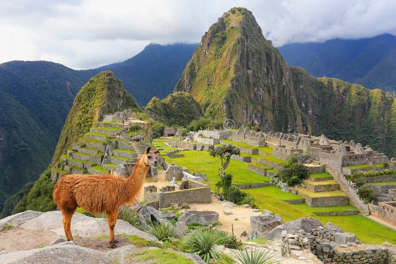 Il lama che sta a Machu Picchu trascura nel Perù immagine stock libera da diritti Il lama che sta a Machu Picchu trascura nel Perù immagine stock libera da diritti