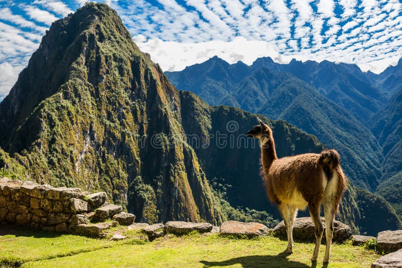 Il lama Machu Picchu rovina il peruviano le Ande Cuzco Perù fotografie stock libere da diritti Il lama Machu Picchu rovina il peruviano le Ande Cuzco Perù fotografie stock libere da diritti