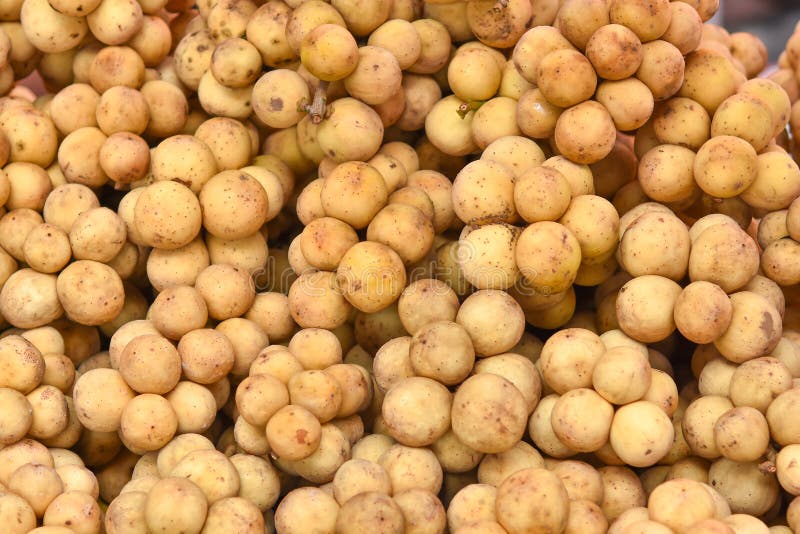 Il lansium domesticum o Longkong è i frutti tropicali tailandesi immagini stock libere da diritti Il lansium domesticum o Longkong è i frutti tropicali tailandesi immagini stock libere da diritti