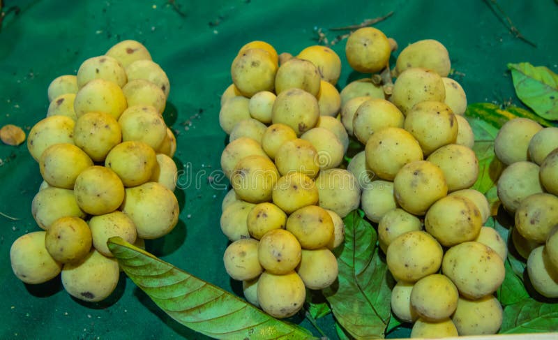 Il lansium domesticum o Longkong è i frutti tropicali tailandesi fotografia stock libera da diritti Il lansium domesticum o Longkong è i frutti tropicali tailandesi fotografia stock libera da diritti