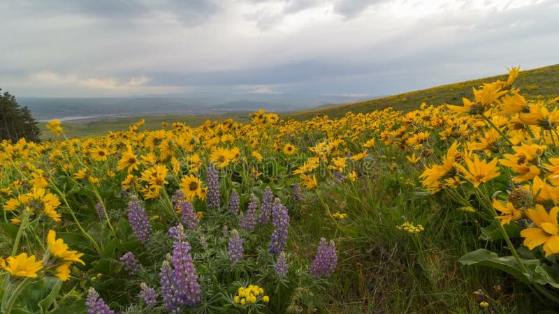 Il lasso di tempo di si rannuvola i wildflowers gialli del lupino e di Balsamroot nel parco di stato della collina di Colombia 4k