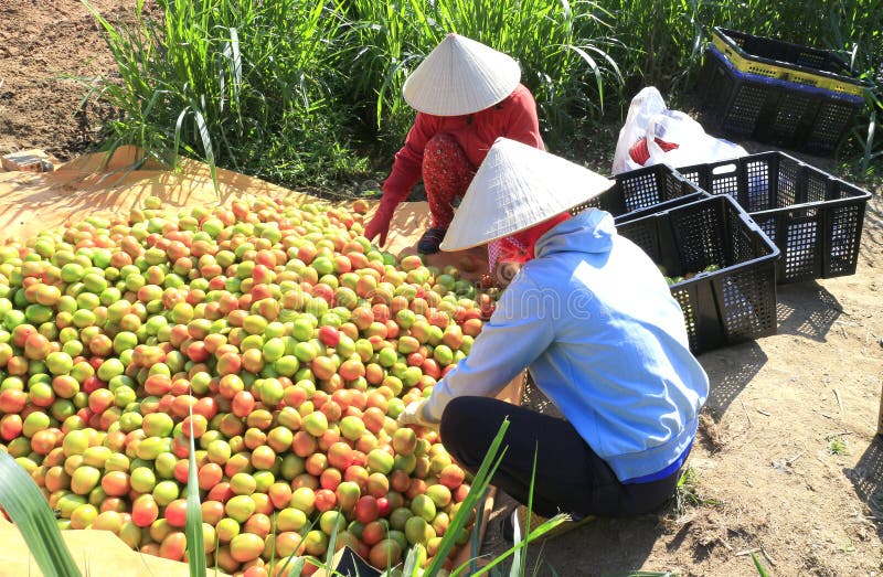 Il lavoratore raccoglie i pomodori nella serra del policarbonato trasparente fotografie stock Il lavoratore raccoglie i pomodori nella serra del policarbonato trasparente fotografie stock