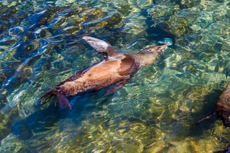 Il leone marino femminile nuota felicemente nel mare fra le rocce immagini stock libere da diritti Il leone marino femminile nuota felicemente nel mare fra le rocce immagini stock libere da diritti