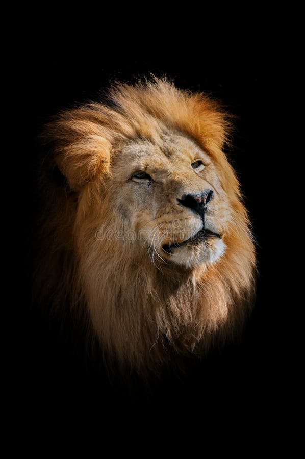 Il leone, panthera Leo Ritratto del mammifero maestoso Grande testa maschio del ` s del leone immagini stock libere da diritti Il leone, panthera Leo Ritratto del mammifero maestoso Grande testa maschio del ` s del leone immagini stock libere da diritti