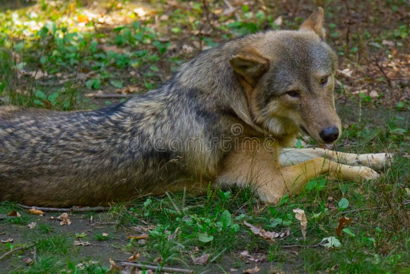 Il lupo italiano nella foresta fotografia stock libera da diritti Il lupo italiano nella foresta fotografia stock libera da diritti